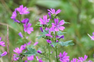 malva sylvestris (2) (1200 x 800)4